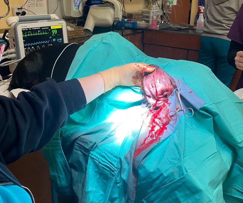 Surgery