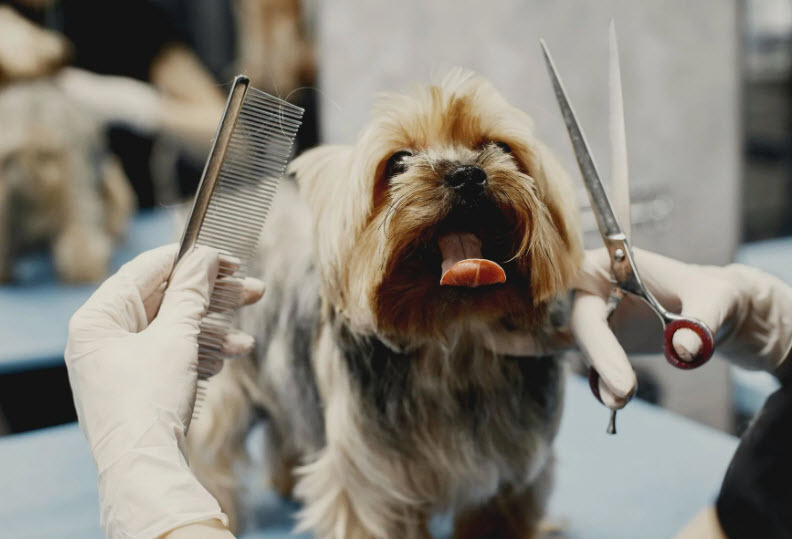 Grooming Services