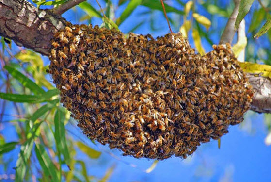 Swarm Capture