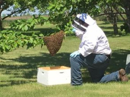 Bee Removal