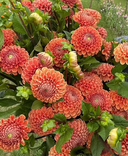 Dahlia Shop