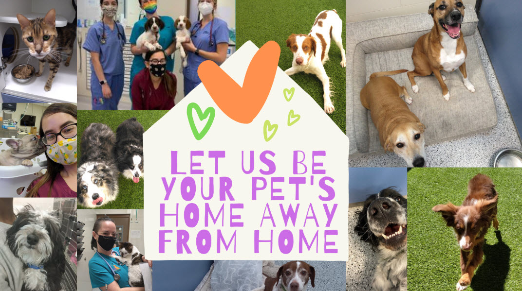 Pet Boarding