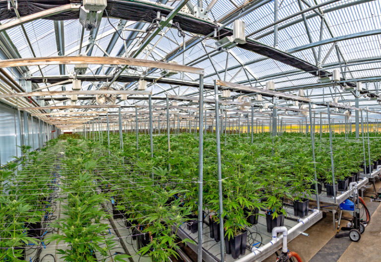 Cannabis and CEA Construction