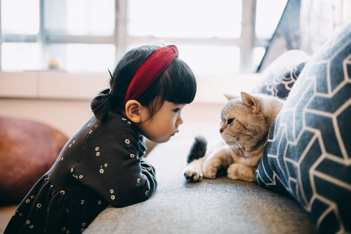 Pet Insurance