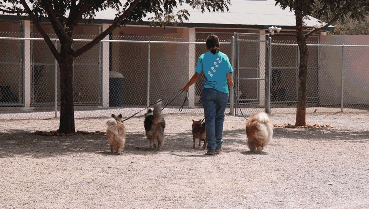 Doggie Day Care