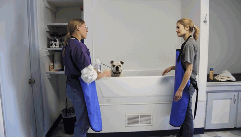 Pet Grooming