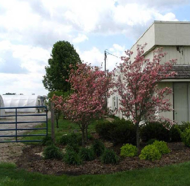 Trees for Sale