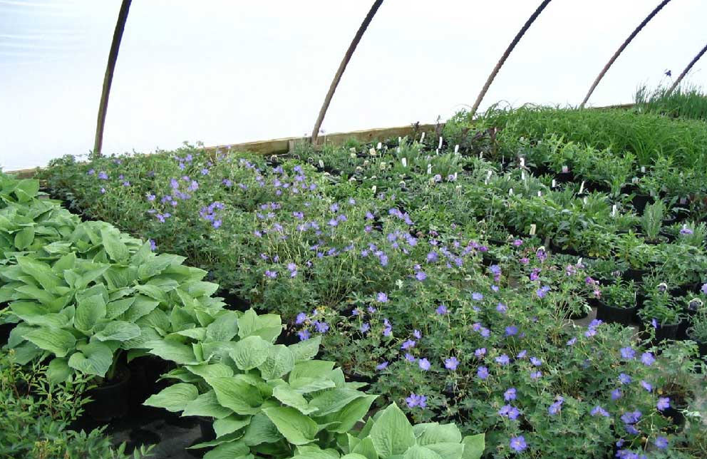 Shrub Sales