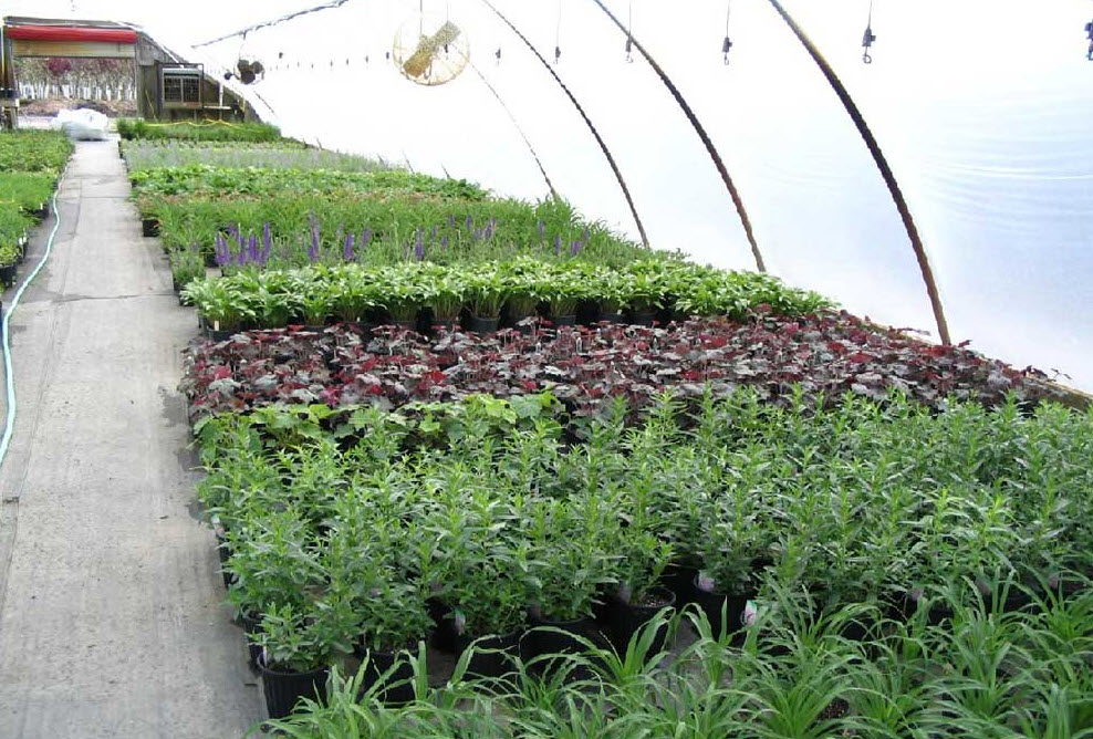 Ground Cover Plants & Perennials