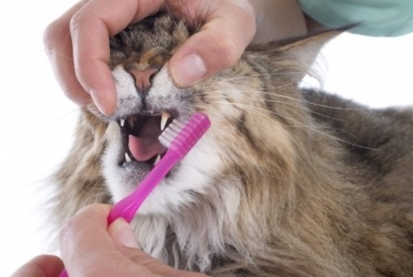 Dental Cleaning Services