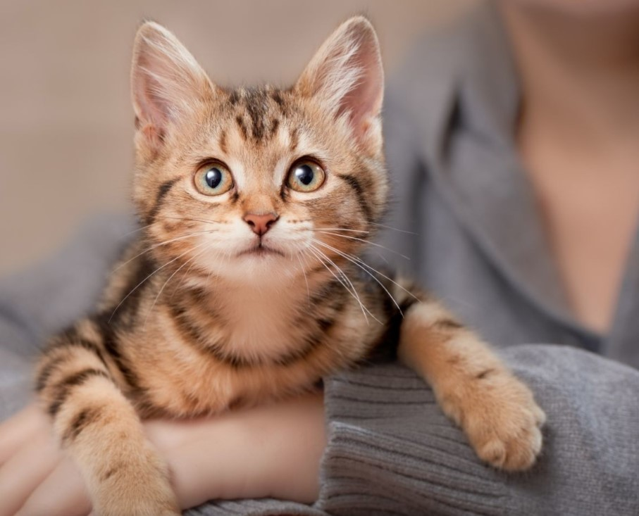 Puppy and Kitten Care
