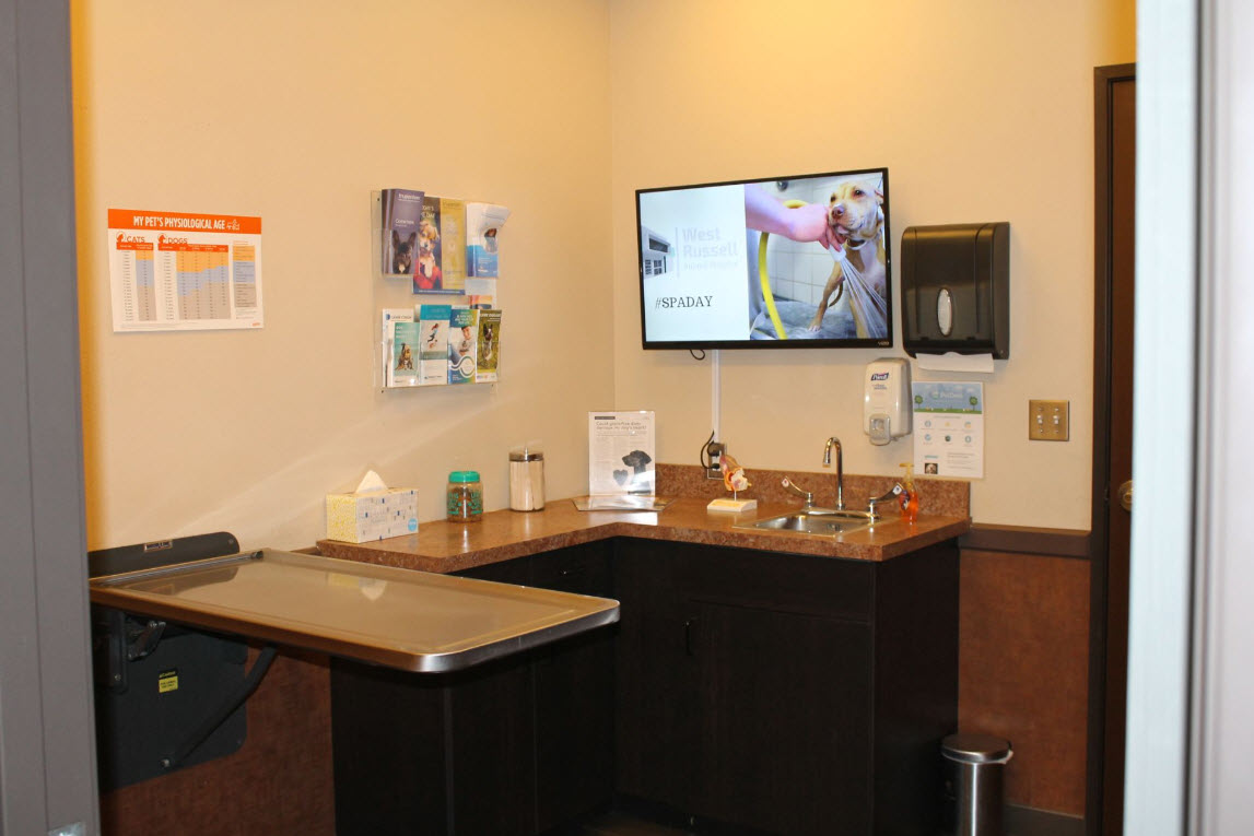 Wellness Exams