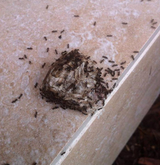 Ants