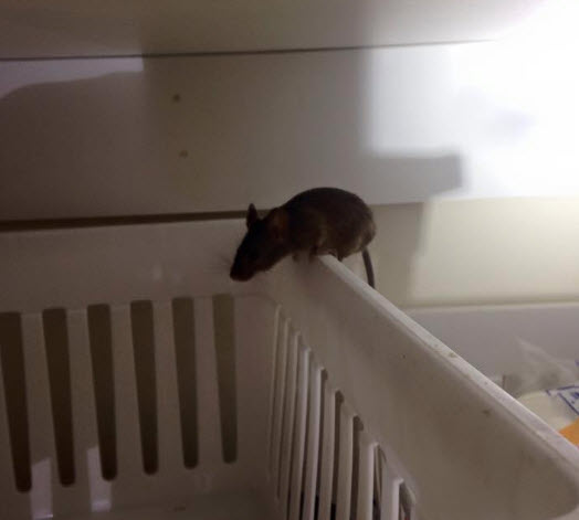 Rodents