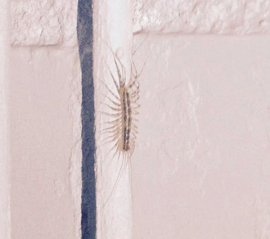 Centipedes