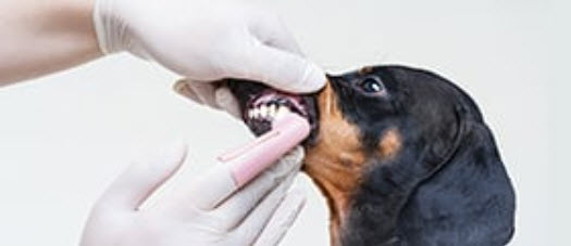 Dentistry