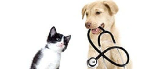 Emergency & Critical Care
