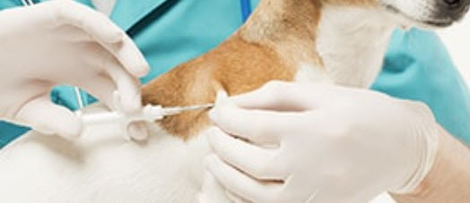 Microchipping