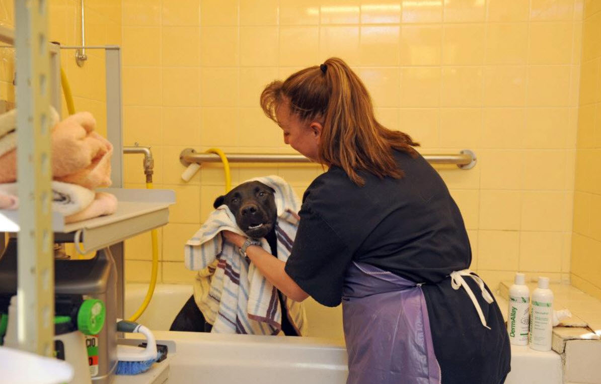 Pet Grooming for Dogs and Cats