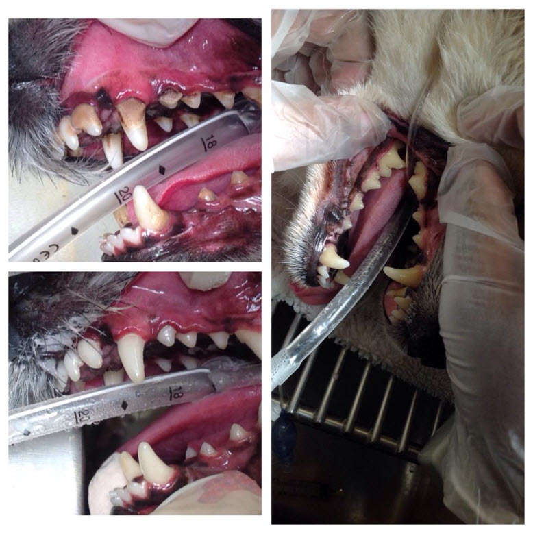 Pet Dental Care