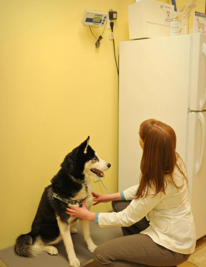 Nutritional Counseling and Weight Management