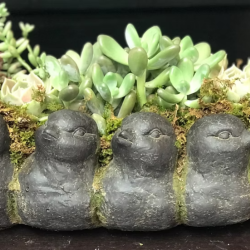 Plants