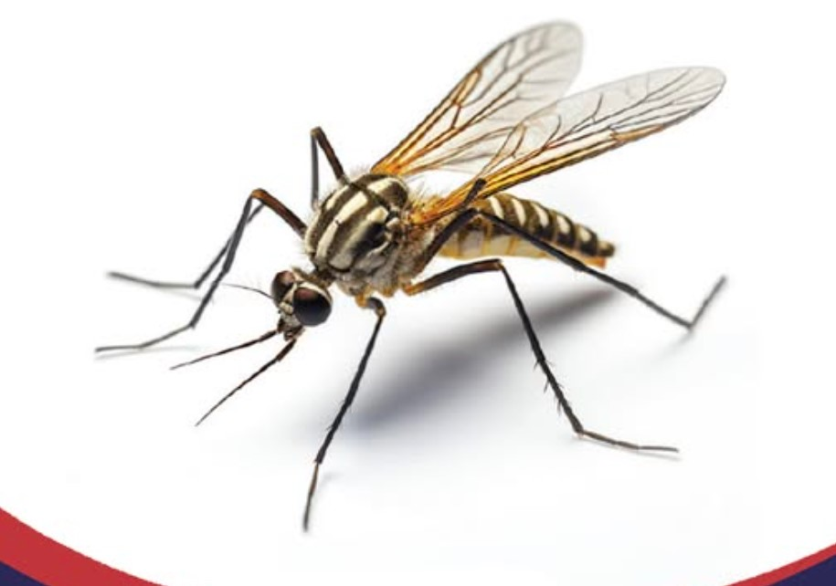 Mosquito Control