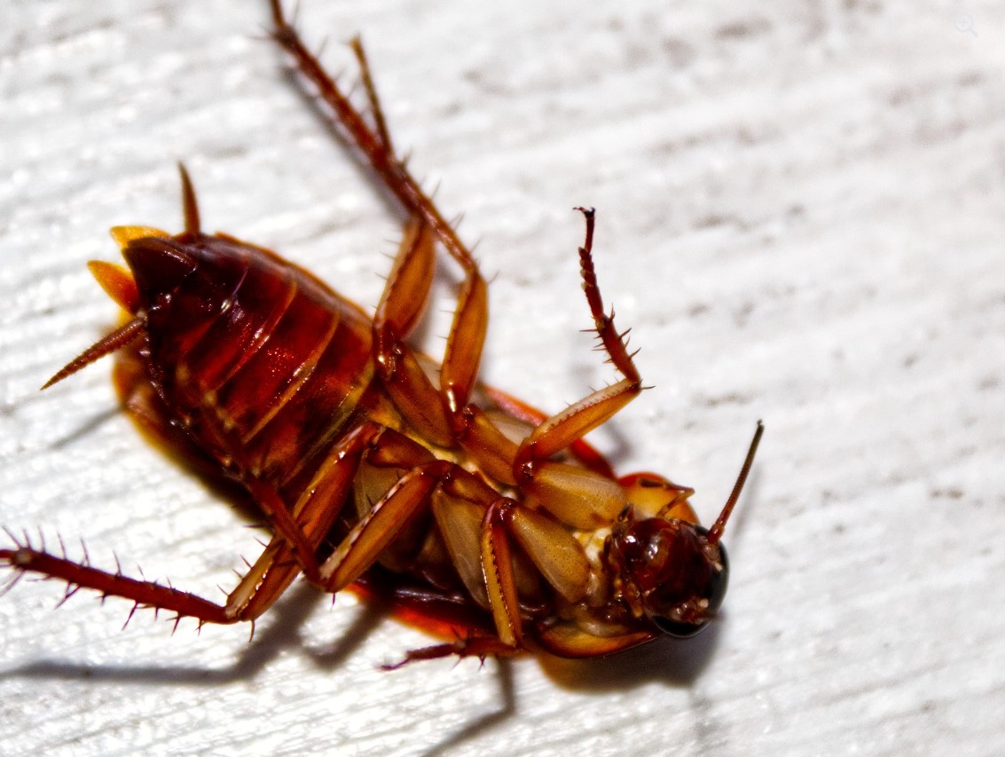 Roach Control