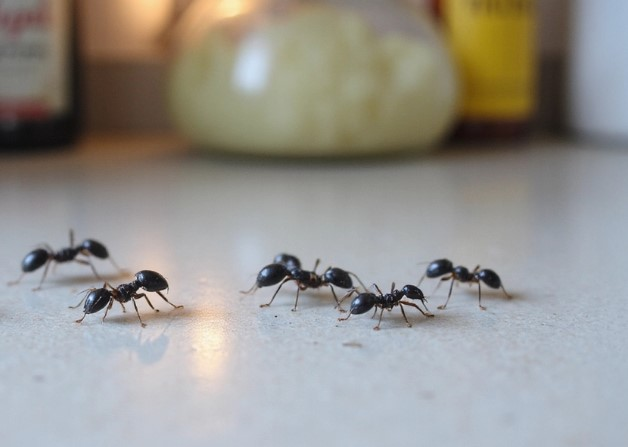 Fire Ant Control