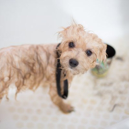 Grooming