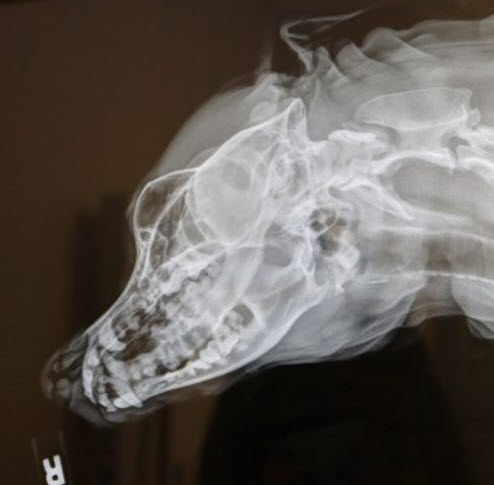Diagnostic Imaging