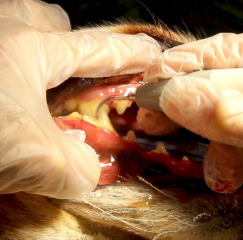 Dental Care