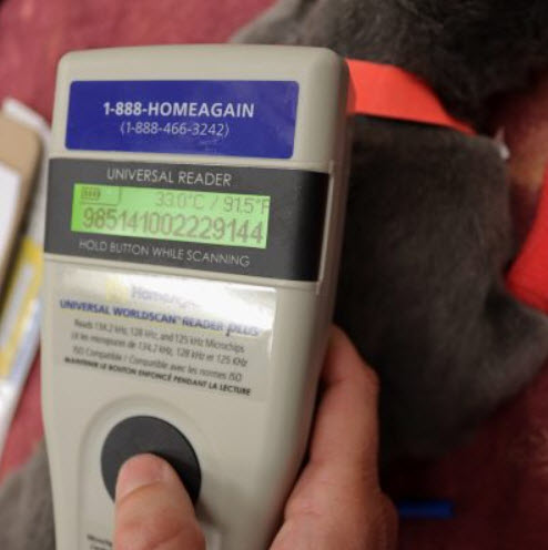 Microchipping