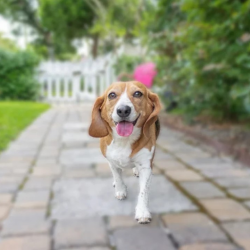 Pet-Friendly Vacation