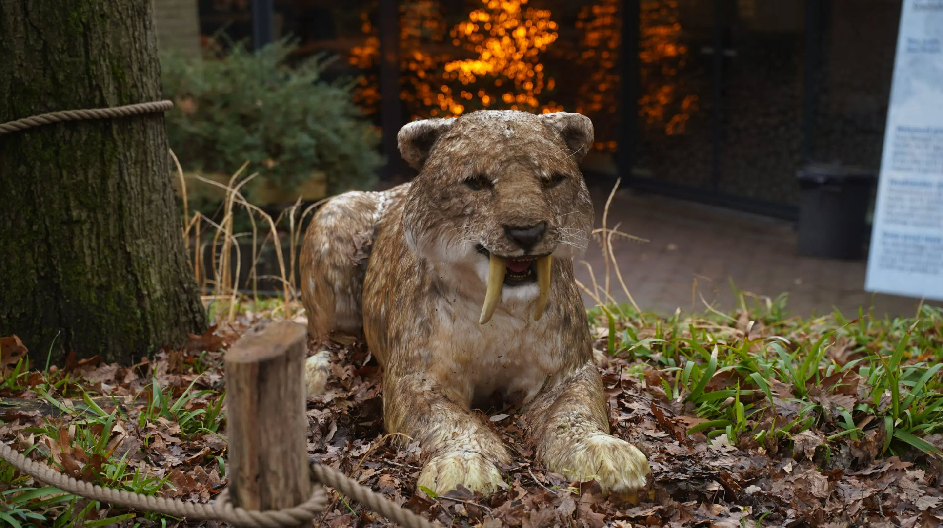 Animated Animal