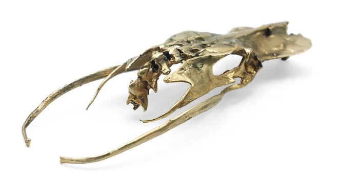 Bird Pelvis