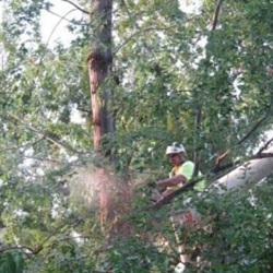 Tree Trimming