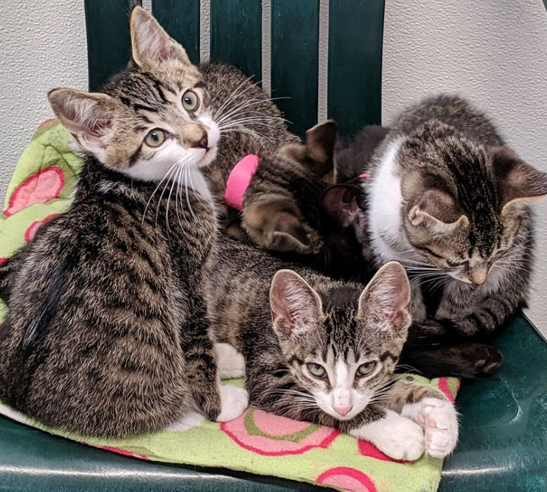Adoption