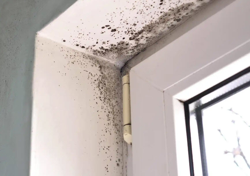 Mold Removal and Remediation