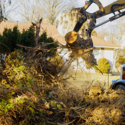 Stump Grinding