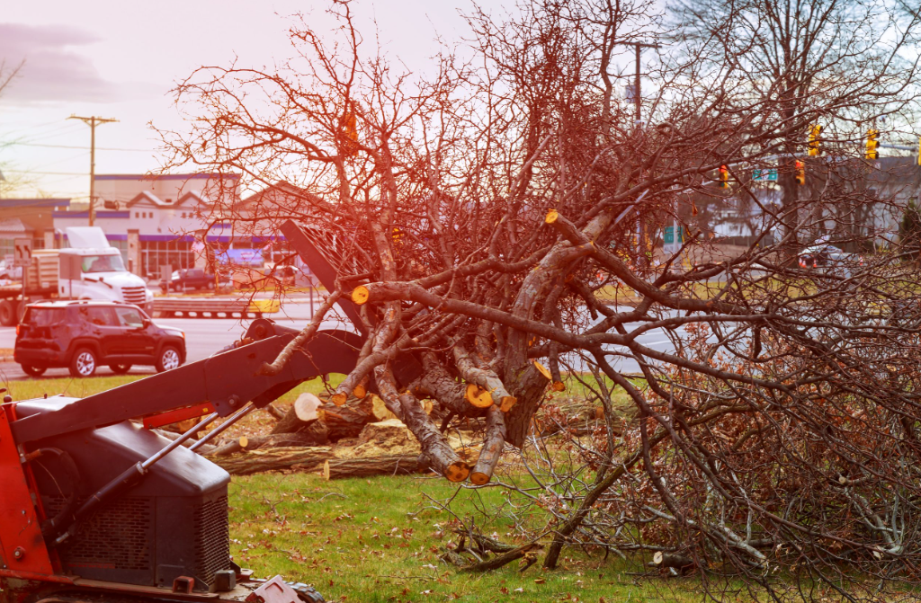 Emergency Tree Care