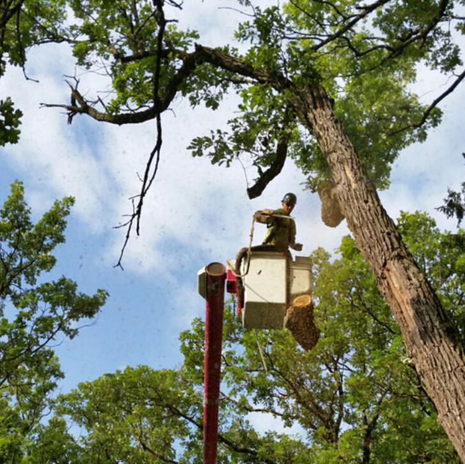 Tree Pruning