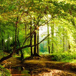 Tree, Shrub, and hedge pruning