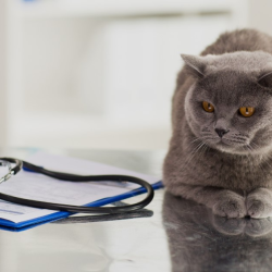 Pet Wellness Visits