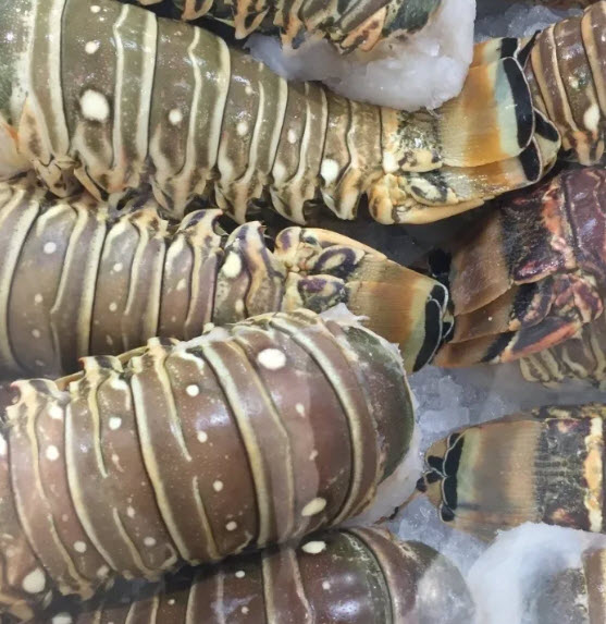 Caribbean Spiny Lobster