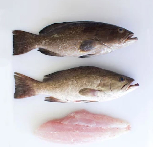 Ladyfish