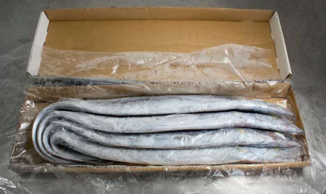 Ribbonfish