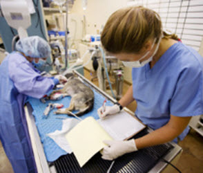 Surgery
