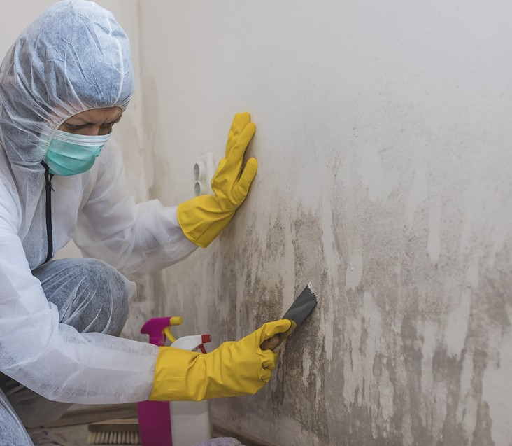 Mold Removal & Mold Remediation