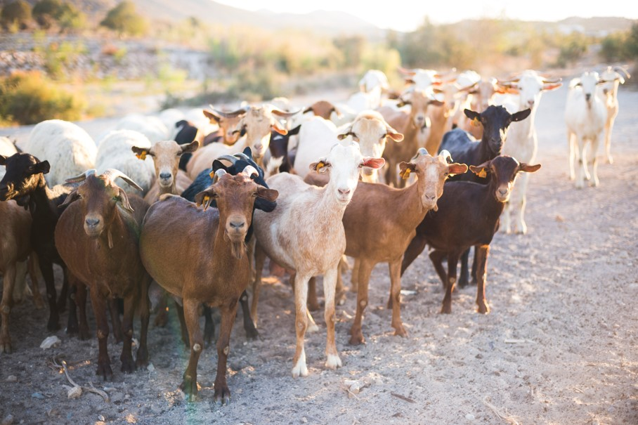 Small Ruminants